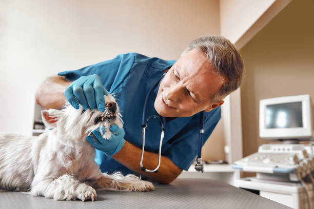 Best Emergency Dental Services for Seniors in Greenock, PA